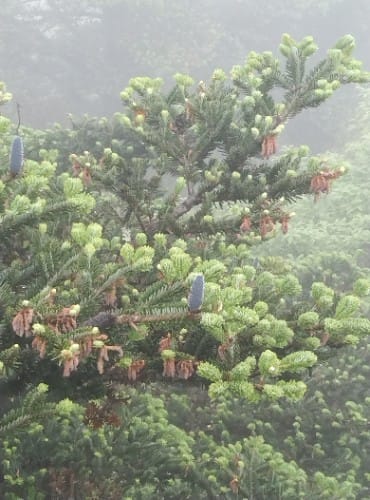 阿治