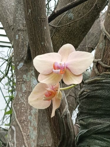 恐龍蛋